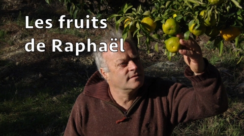 Les fruits de Raphaël